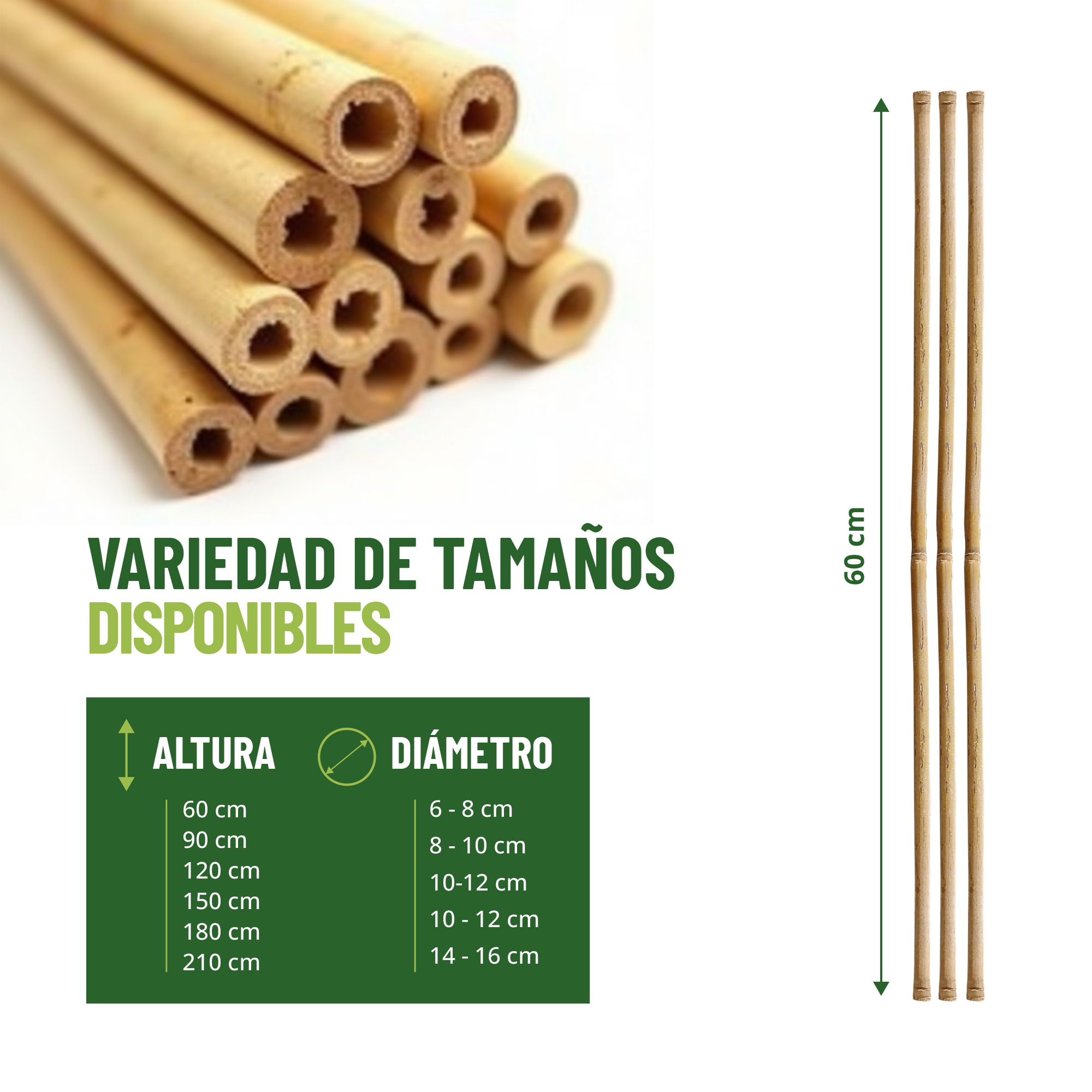 Pack 30 Tutores de Bambú 60 cm Diámetro - Soporte para Plantas 100% Natural - Imagen 2