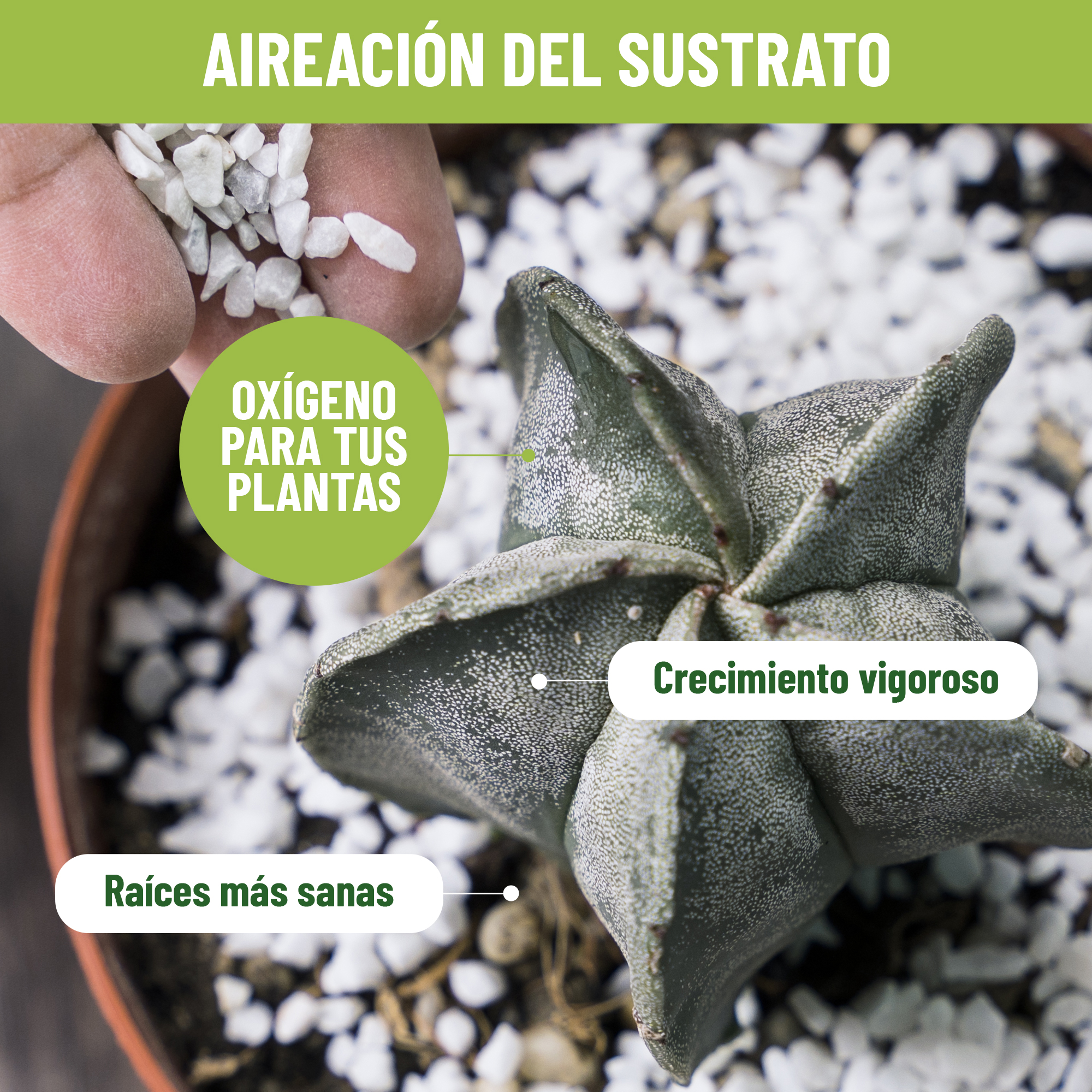 Perlita 10L - Sustrato Mineral Volcánico para Plantas y Cultivos de Interior y Exterior - Imagen 5